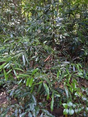 Podocarpus elatus