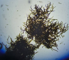 Capnodium walteri