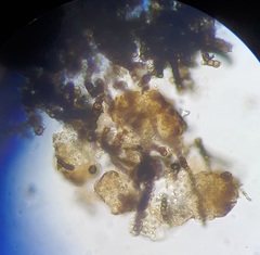 Capnodium walteri