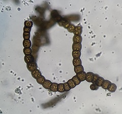 Capnodium walteri