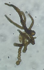 Capnodium walteri
