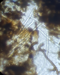 Capnodium walteri