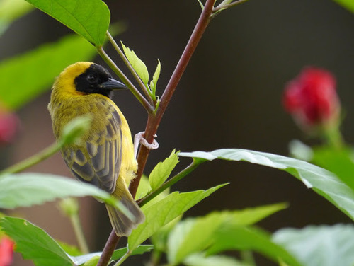 Slender-billed Weaver (Ploceus pelzelni), photo 7