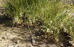 Lomandra juncea