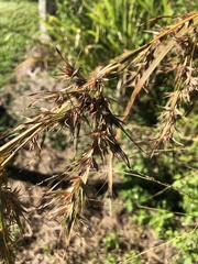 Themeda quadrivalvis