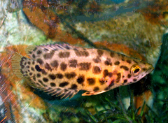 Leopard Bushfish photo 3
