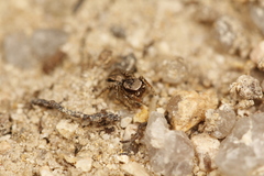 Habronattus altanus