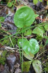 Pyrola rotundifolia