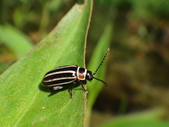 Disonycha pensylvanica