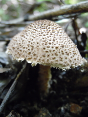 Lepiota jacobi