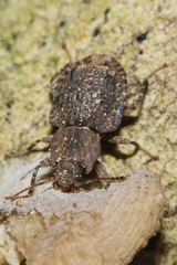 Syrphetodes marginatus