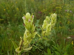 Castilleja pallida