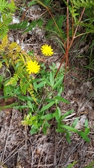 Hieracium umbellatum umbellatum