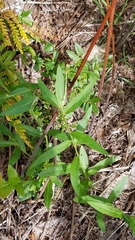 Hieracium umbellatum umbellatum