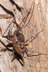 Talitropsis