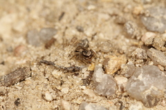Habronattus altanus