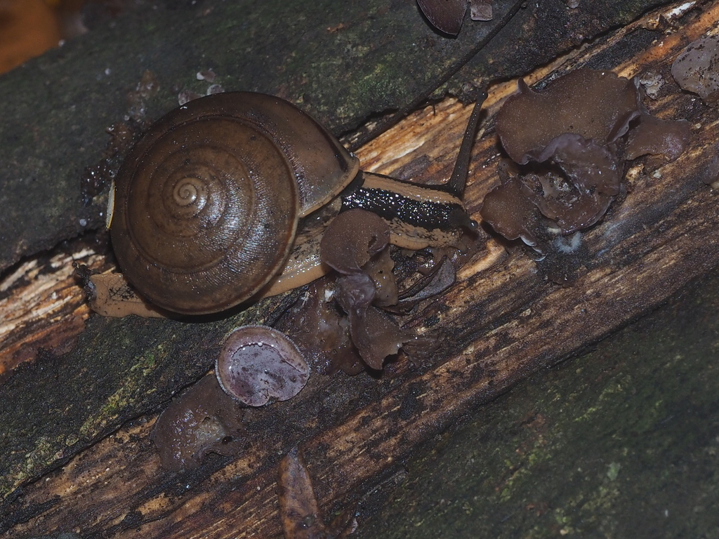 Elaphroconcha javacensis
