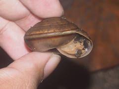 Elaphroconcha javacensis