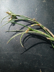 Juncus fontanesii