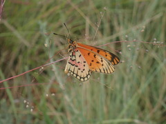 Acraea alalonga