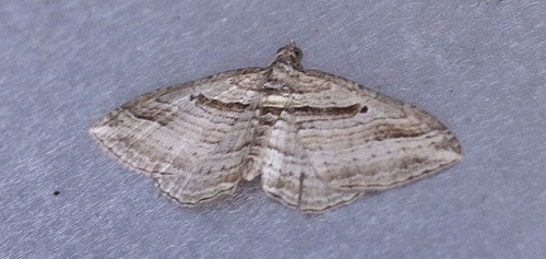 Costaconvexa polygrammata