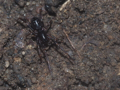 Oedignatha scrobiculata