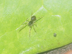 Oedignatha scrobiculata