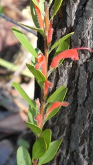 Adenanthos