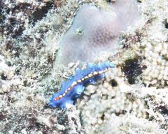 Pseudoceros liparus