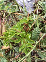 Angelica morrisonicola