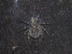 Phaeacius fimbriatus