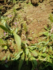 Lythrum thymifolia