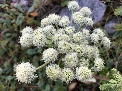 Angelica morrisonicola