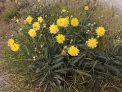 Sonchus arvensis