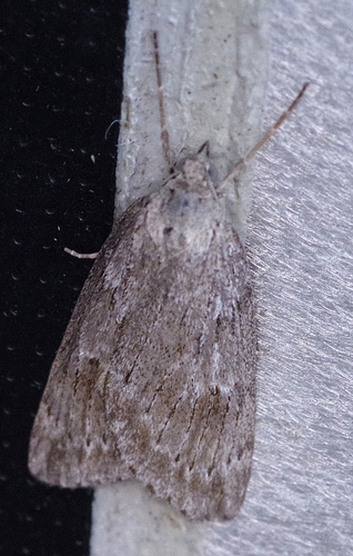 Pachycnemia hippocastanaria