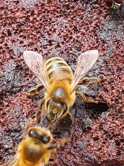 Apis mellifera