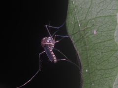 Armigeres subalbatus