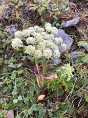 Angelica morrisonicola