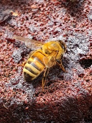 Apis mellifera