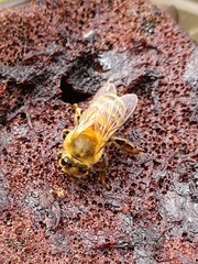 Apis mellifera
