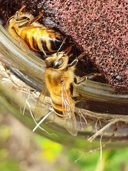 Apis mellifera