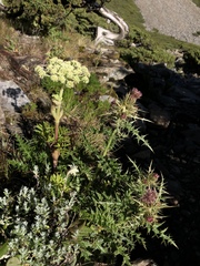 Angelica morrisonicola