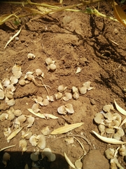 Lathyrus lentiformis