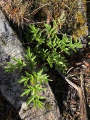 Angelica morrisonicola