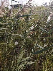 Phragmites australis