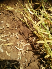 Lathyrus lentiformis