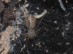 Scytodes longipes