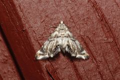 Eoparargyractis plevie