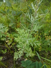 Artemisia leucophylla