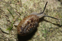 Phacussa lucetta